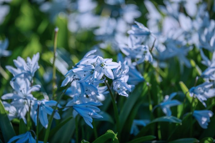 Ботаническата градина в Балчик през пролетта с цъфнали цветя и морски хоризонт