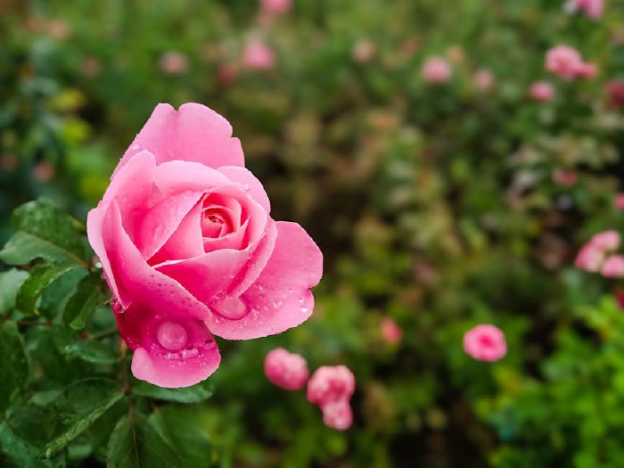 Розови полета в Казанлъшко със зелени хълмове на заден план