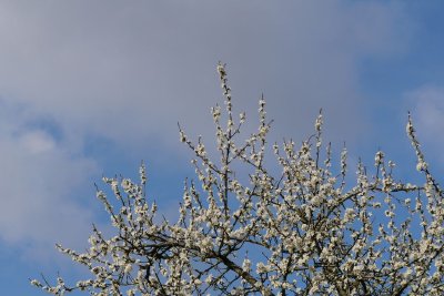Джанката - забравеният български суперплод, който заслужава място на масата