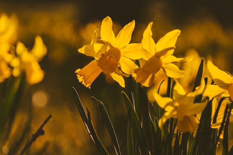 Хроматерапия за пролетта: как да заредите деня си с правилните цветове