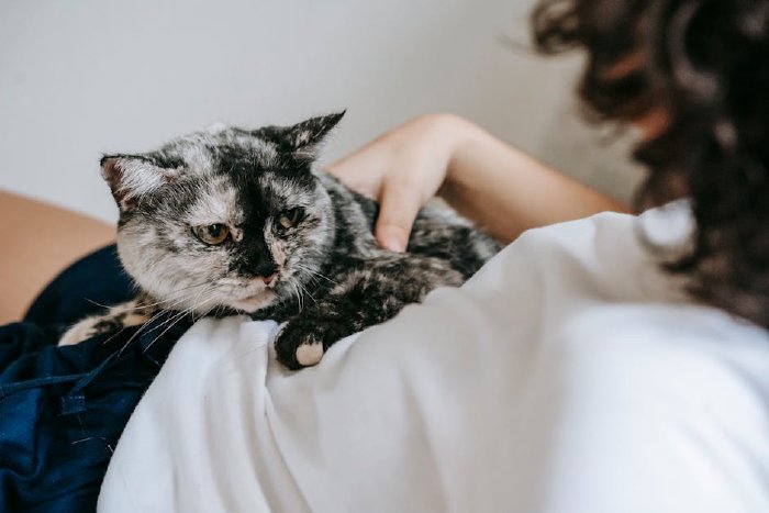 Котка, която спи в скута на стопанката си